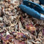 dr. pepper carnitas in a slow cooker